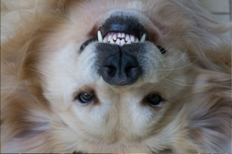 La Nueva Terapia en Animales: ¡La Revolución Energética que Tus Mascotas Merecen!