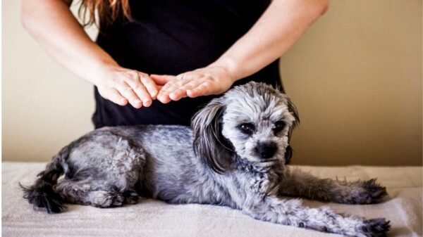 Terapia LNT para Animales – Sanación Energética a Distancia - Imagen 5